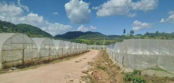 玉溪紅塔區(qū)小石橋鄉(xiāng)響水村，有63畝大棚轉(zhuǎn)讓